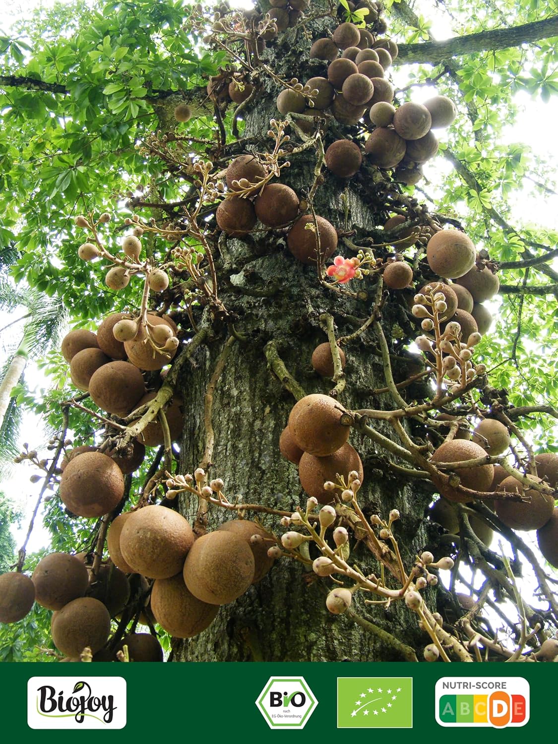 Nueces de Brasil ecológicas peladas | Grasas sagradas y minerales vivos
