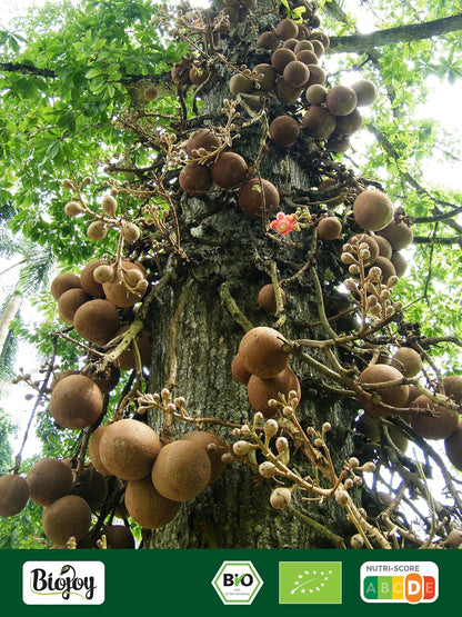 Nueces de Brasil ecológicas peladas | Grasas sagradas y minerales vivos